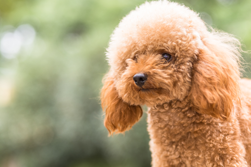 Come prendersi cura dei cagnolini anziani di piccola taglia. Barboncino color albicocca