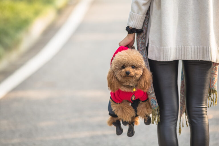 Come prendersi cura dei cagnolini anziani di piccola taglia. Barboncino con problemi di mobilità sostenuto da bretelle
