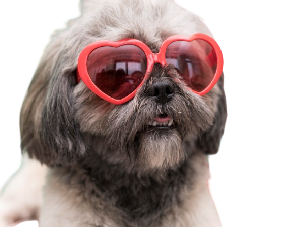 Come prendersi cura dei cagnolini anziani di piccola taglia.